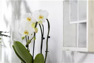 Phalaenopsis 'Cascade' - Schmetterlingsorchidee 'Cascade'