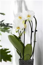 Phalaenopsis 'Cascade' - Schmetterlingsorchidee 'Cascade'
