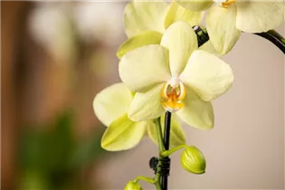 Phalaenopsis 'Cascade' - Schmetterlingsorchidee 'Cascade'