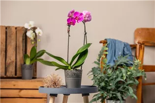 Phalaenopsis 'Cascade' - Schmetterlingsorchidee 'Cascade'