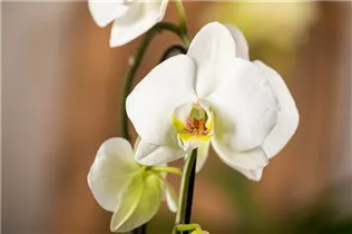 Phalaenopsis 'Cascade' - Schmetterlingsorchidee 'Cascade'