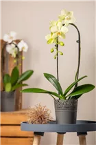 Phalaenopsis 'Cascade' - Schmetterlingsorchidee 'Cascade'