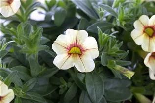 Petunia milliflora - Milliflora-Petunie