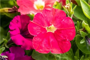 Petunia milliflora - Milliflora-Petunie