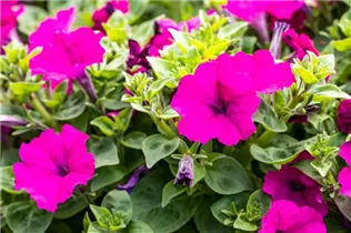 Petunia milliflora - Milliflora-Petunie