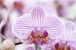 Phalaenopsis 'Cecile'® - Schmetterlingsorchidee