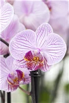 Phalaenopsis 'Cecile'® - Schmetterlingsorchidee