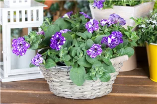 Petunia 'NightSky'® - Petunie 'NightSky'®