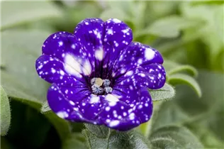 Petunia 'NightSky'® - Petunie 'NightSky'®
