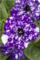 Petunia 'NightSky'® - Petunie 'NightSky'®