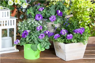 Petunia 'NightSky'® - Petunie 'NightSky'®