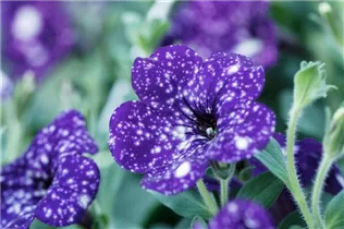 Petunia 'NightSky'® - Petunie 'NightSky'®