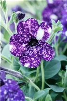 Petunia 'NightSky'® - Petunie 'NightSky'®