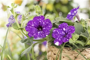 Petunia 'NightSky'® - Petunie 'NightSky'®