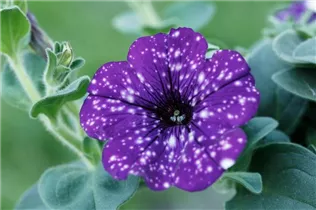 Petunia 'NightSky'® - Petunie 'NightSky'®