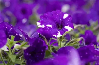 Petunia 'NightSky'® - Petunie 'NightSky'®