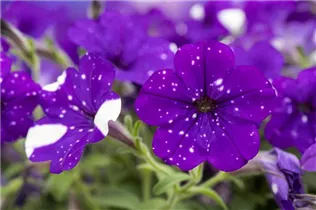 Petunia 'NightSky'® - Petunie 'NightSky'®