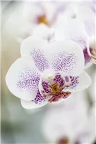 Phalaenopsis 'Cher' - Schmetterlingsorchidee