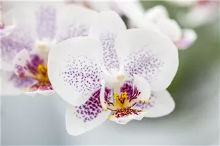Phalaenopsis 'Cher' - Schmetterlingsorchidee