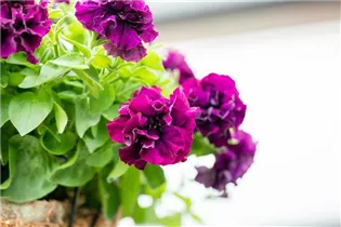 Petunia 'Origami' - Petunie 'Origami'