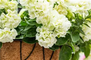 Petunia 'Origami' - Petunie 'Origami'