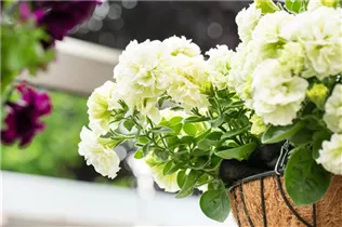 Petunia 'Origami' - Petunie 'Origami'