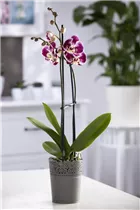 Phalaenopsis 'Compilation' - Schmetterlingsorchidee 'Compilation'