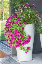 Petunia pendula - Balkonpetunien Petunia pendula - Balkonpetunien