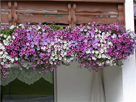 Petunia pendula - Balkonpetunien Petunia pendula - Balkonpetunien
