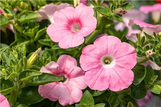 Petunia pendula - Balkonpetunien Petunia pendula - Balkonpetunien