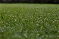 - Nasser Rasen ohne Ende – mach dich mal locker, Boden!  - Nasser Rasen ohne Ende – mach dich mal locker, Boden!