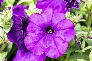 Petunia pendula - Balkonpetunien Petunia pendula - Balkonpetunien
