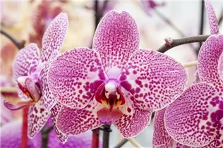 Phalaenopsis 'Coral' - Schmetterlingsorchidee