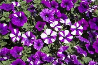 Petunia 'Peppy' - Petunie 'Peppy'