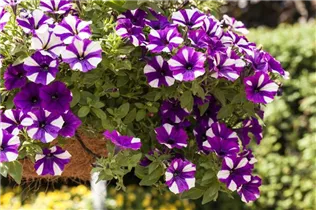 Petunia 'Peppy' - Petunie 'Peppy'