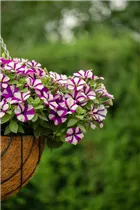 Petunia 'Peppy' - Petunie 'Peppy'