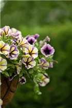 Petunia 'Peppy' - Petunie 'Peppy'