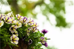 Petunia 'Peppy' - Petunie 'Peppy'