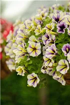 Petunia 'Peppy' - Petunie 'Peppy'