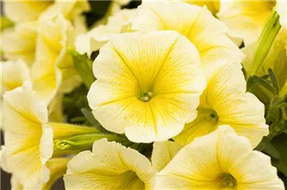 Petunia Perfectunia® - Petunie