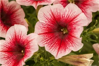 Petunia Perfectunia® - Petunie