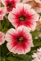 Petunia Perfectunia® - Petunie