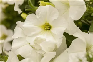 Petunia Perfectunia® - Petunie