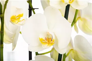 Phalaenopsis 'Dame Blanche' - Schmetterlingsorchidee 'Dame Blanche'