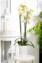 Phalaenopsis 'Dame Blanche' - Schmetterlingsorchidee 'Dame Blanche'