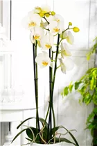 Phalaenopsis 'Dame Blanche' - Schmetterlingsorchidee 'Dame Blanche'