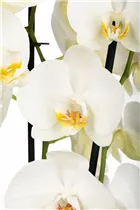 Phalaenopsis 'Dame Blanche' - Schmetterlingsorchidee 'Dame Blanche'