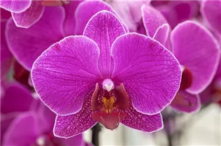 Phalaenopsis 'Darkan' - Schmetterlingsorchidee