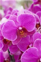 Phalaenopsis 'Darkan' - Schmetterlingsorchidee