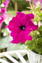 Petunia 'Pure Raspberry' - Petunie 'Pure Raspberry'